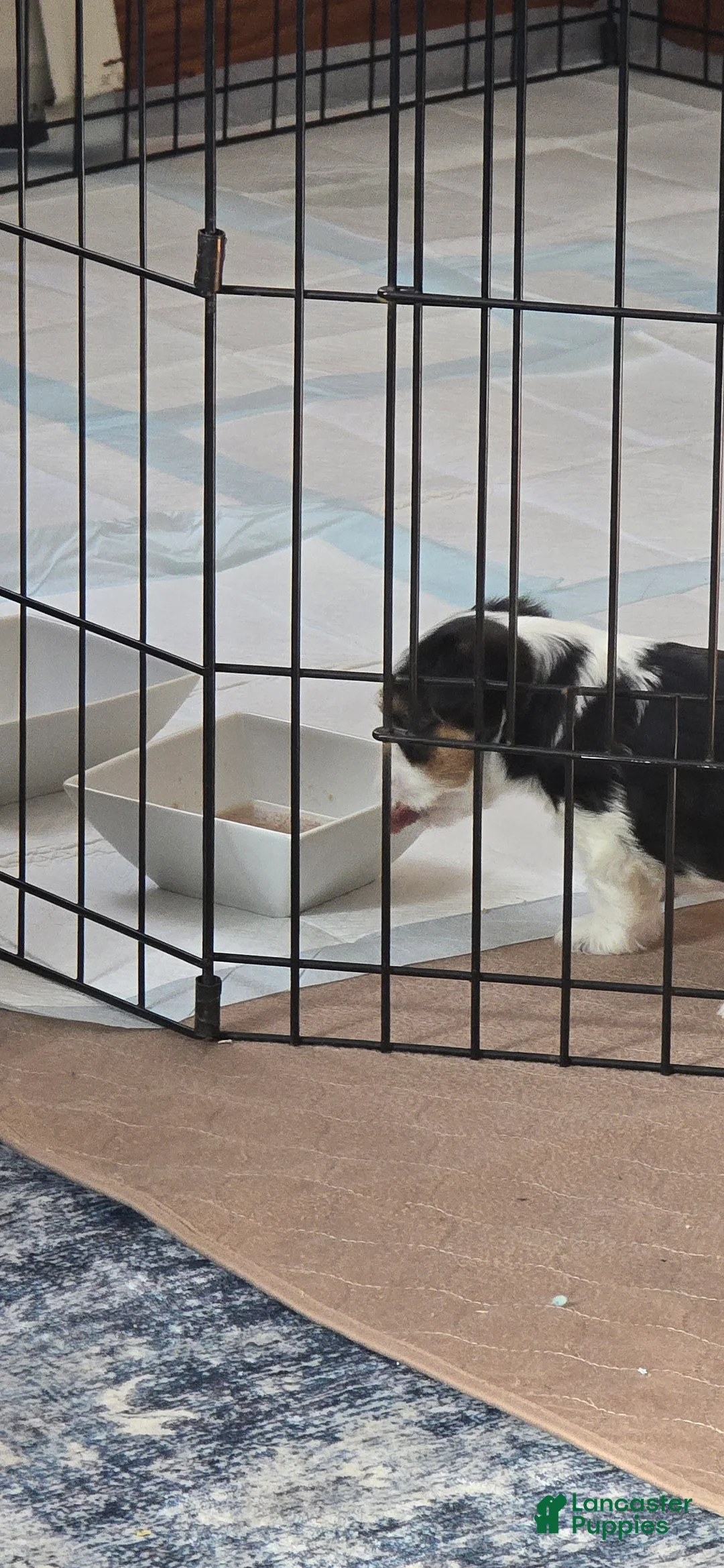 Morkie dogs for sale: Panda - Ad 3