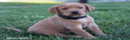 Labrador Retriever dogs for sale: Jade - Ad 2