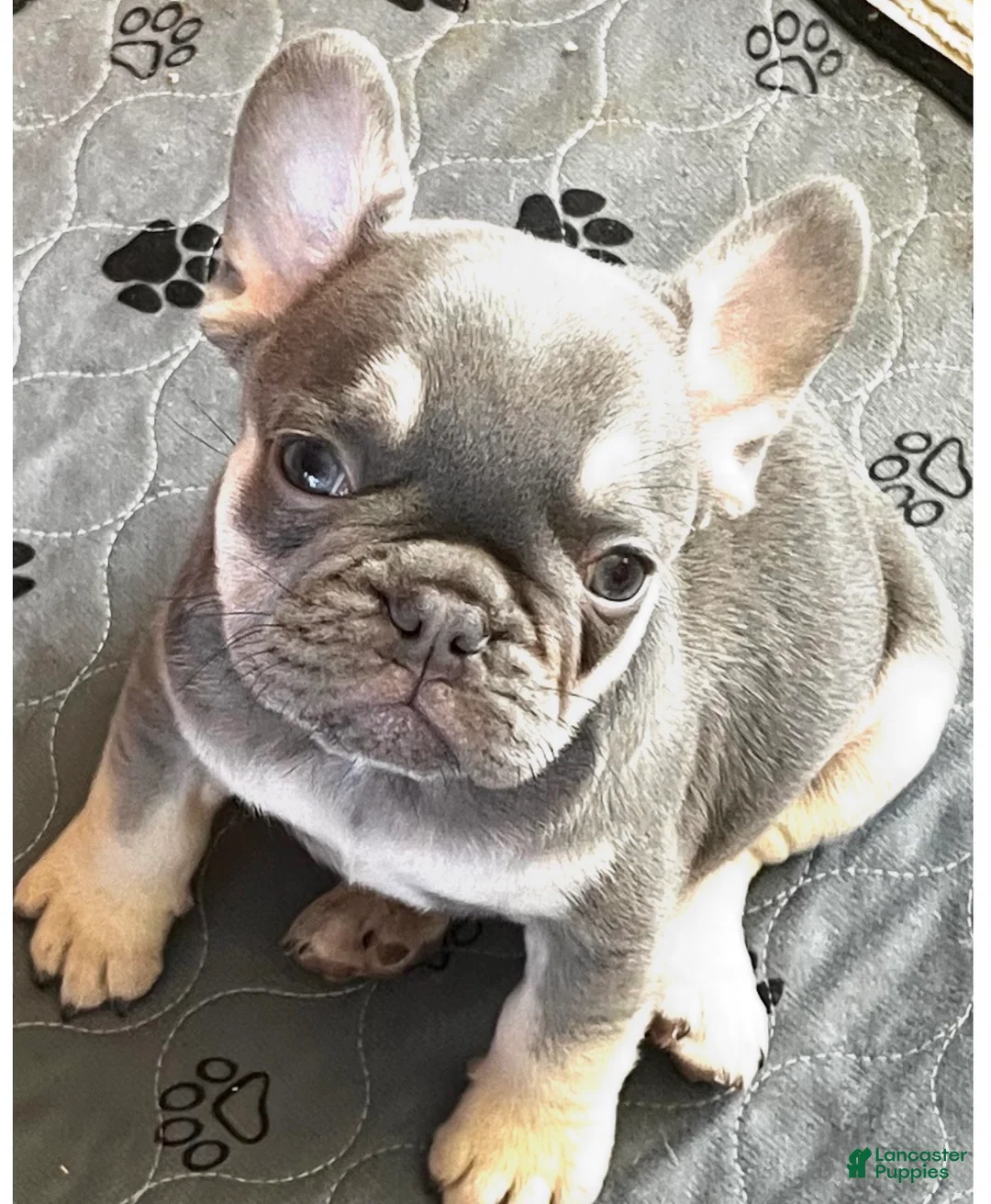French Bulldog dogs for sale:  Bulldog 1 Reggie - Ad 2