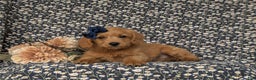 Labradoodle dogs for sale: Aimee Hypoallergenic - Ad 4