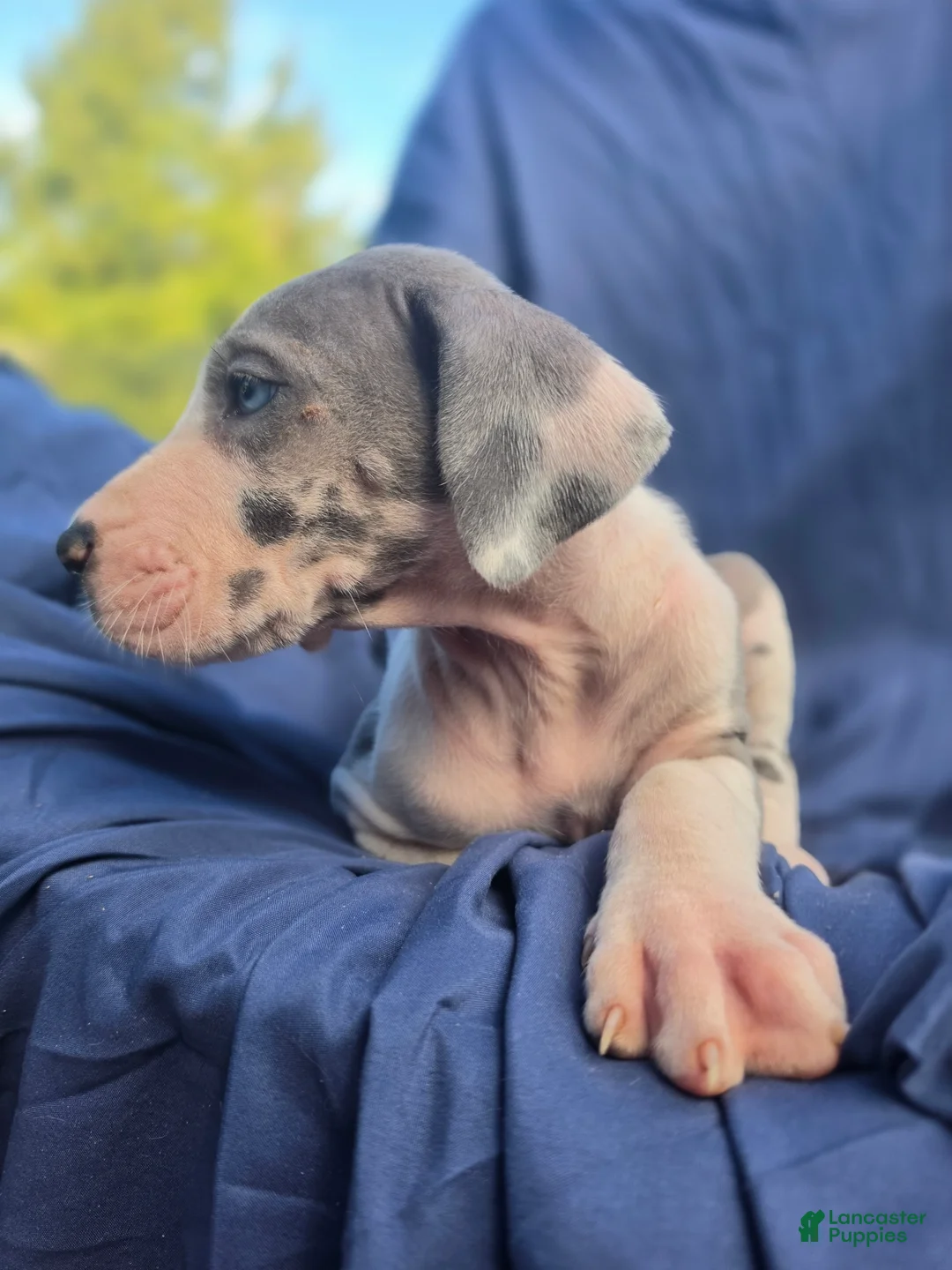 Great Dane dogs for sale: Blue - Ad 2
