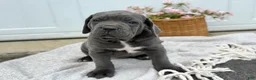 Cane Corso dogs for sale: Brute - Ad 7