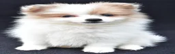 Pomeranian dogs for sale: Holly - Ad 7