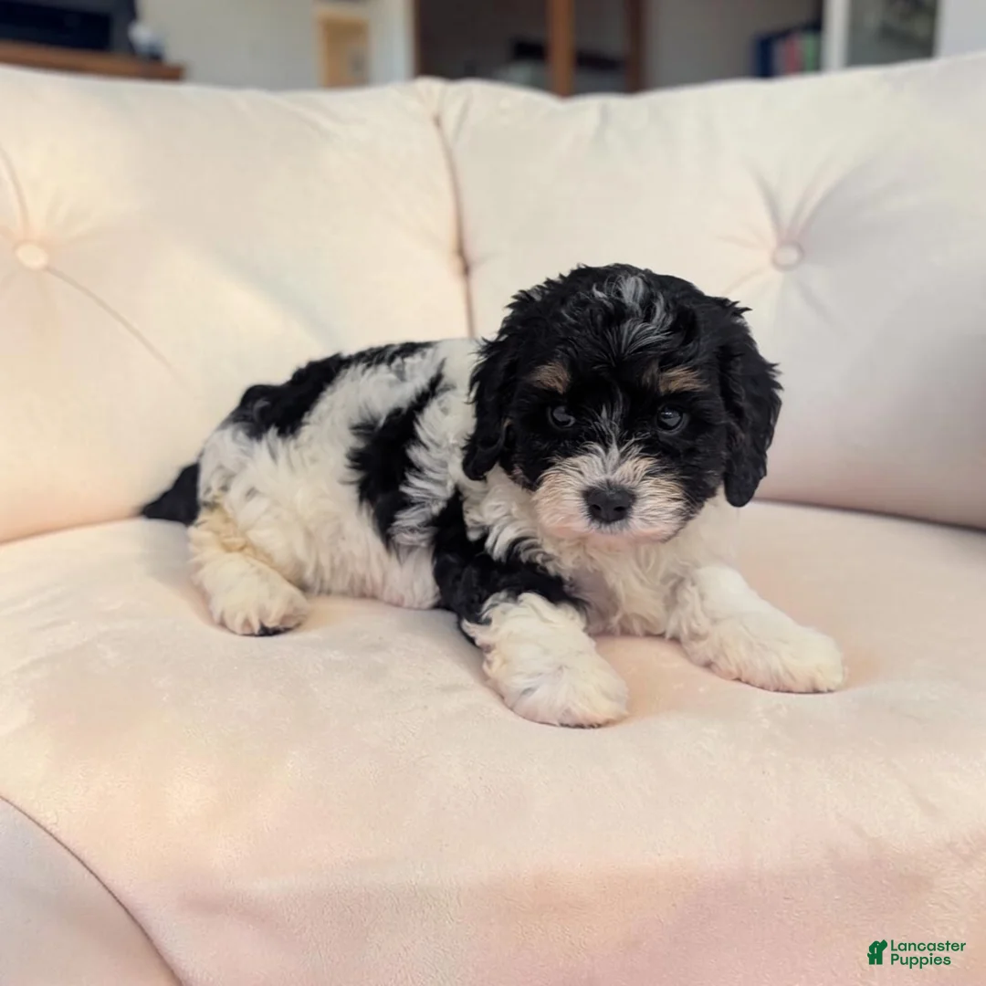 Cavapoo dogs for sale: Cherry - Ad 2