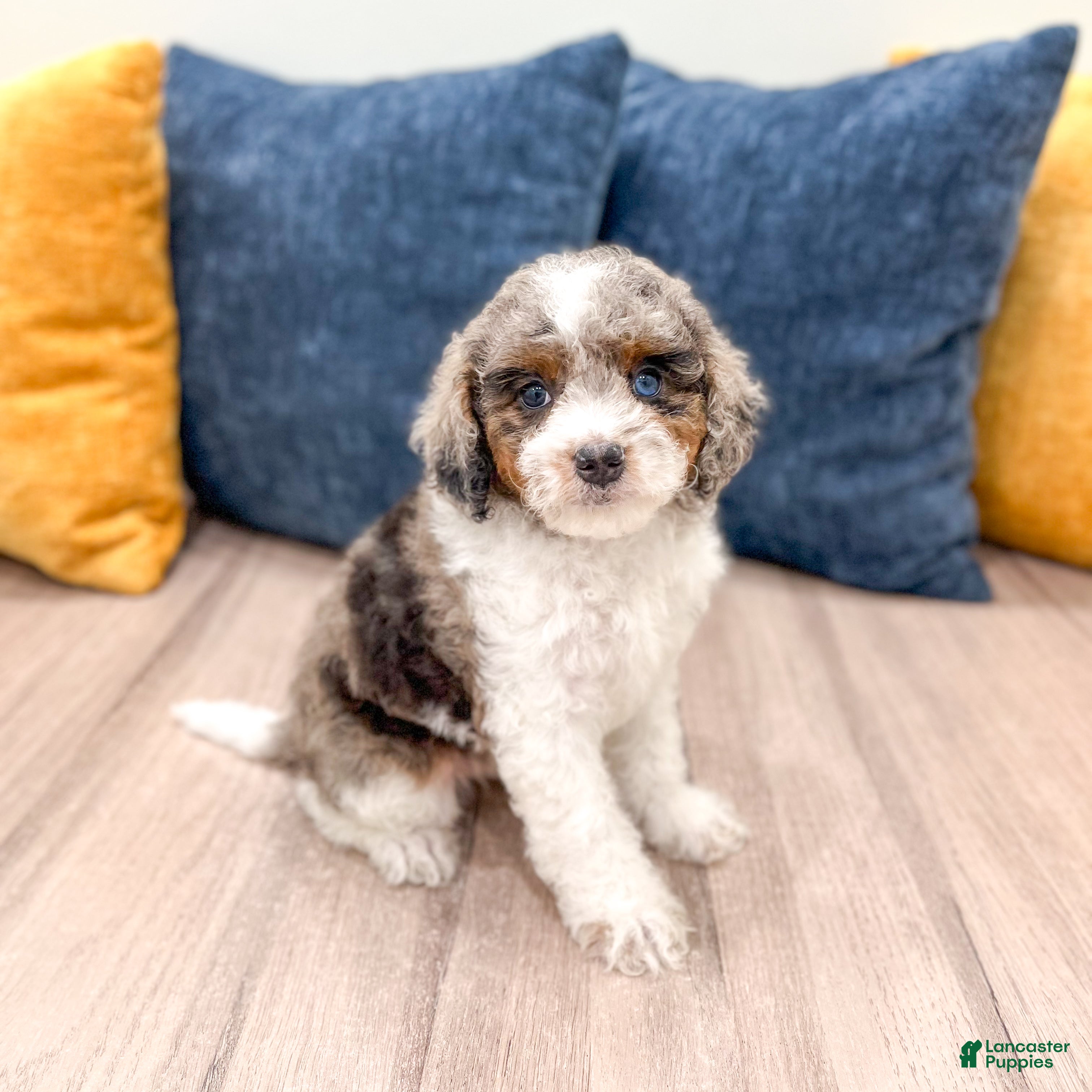Cavapoo dogs Miles - Ad 1