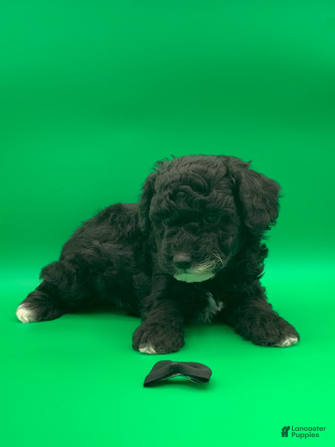 Toy Poodle dogs for sale: Billy - Ad 8