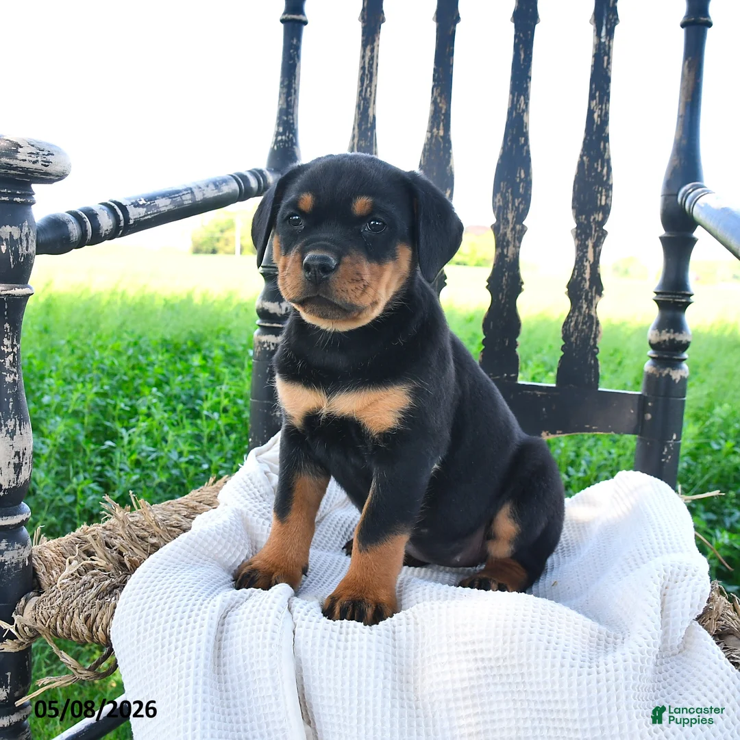 Rottweiler dogs for sale: Raven - Ad 3