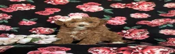 Cockapoo dogs for sale: Noreen Hypoallergenic - Ad 1
