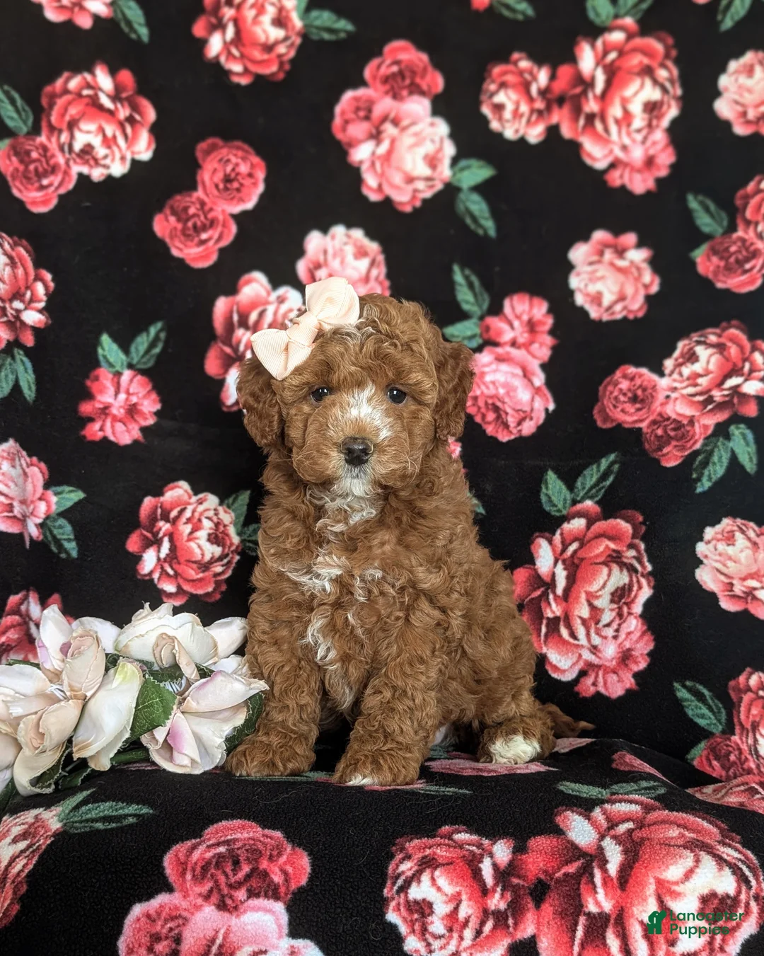 Cockapoo dogs for sale: Noreen Hypoallergenic - Ad 1