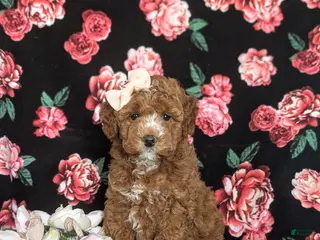 Cockapoo dogs for sale: Noreen Hypoallergenic - Ad 2