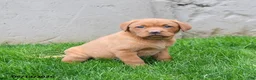Labrador Retriever dogs for sale: Elvira - Ad 4