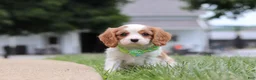 Cavalier King Charles Spaniel dogs for sale: Kobe - Ad 3
