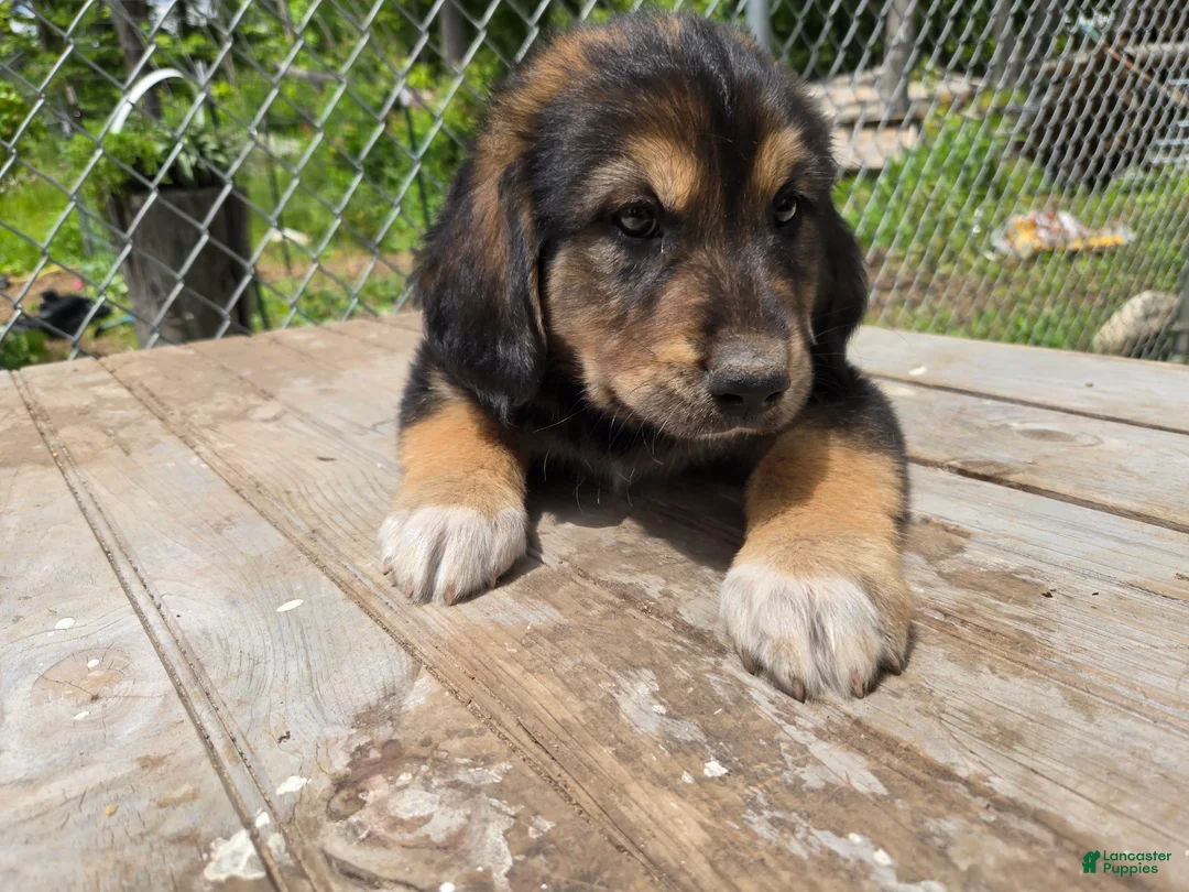 Mixed Breed dogs for sale: Sir Barks - Ad 1