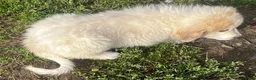 Great Pyrenees dogs for sale: Duke - Ad 4