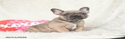 French Bulldog dogs for sale: Honey - Ad 4