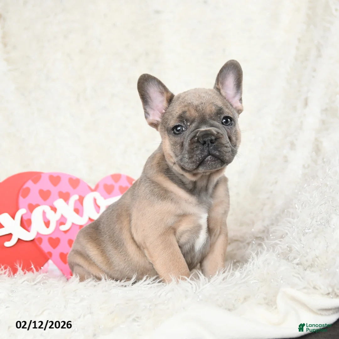French Bulldog dogs for sale: Honey - Ad 4