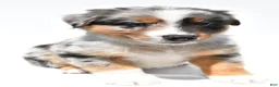 Australian Shepherd dogs for sale: Bouncer - Ad 7