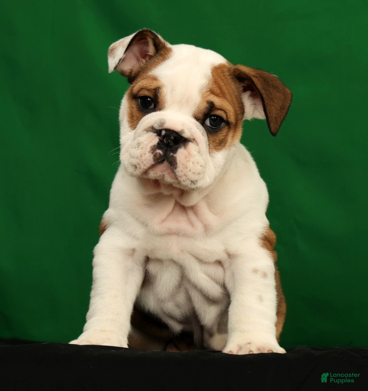 English Bulldog dogs Ollie - Ad 1