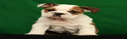 English Bulldog dogs for sale: Ollie - Ad 1