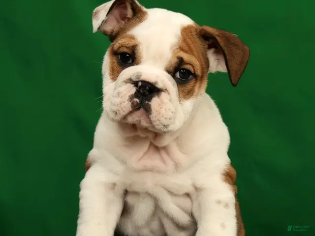 English Bulldog dogs for sale: Ollie - Ad 1