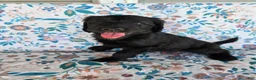Goldendoodle dogs for sale: Silver Girl - Ad 4