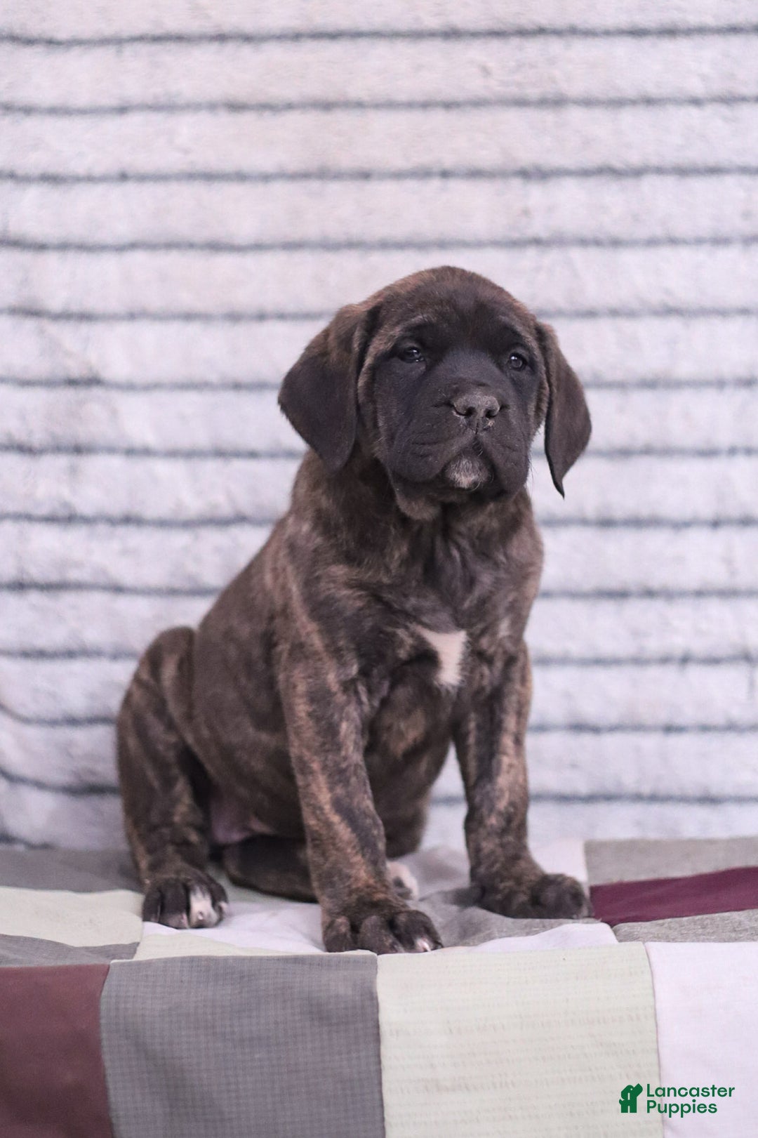 English Mastiff dogs for sale: Ivy - Ad 4