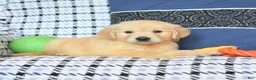 Golden Retriever dogs for sale: Teddy - Ad 2