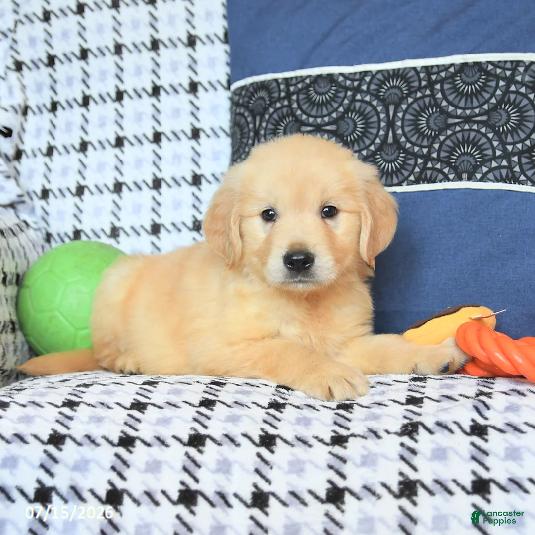 Golden Retriever dogs for sale: Teddy - Ad 2