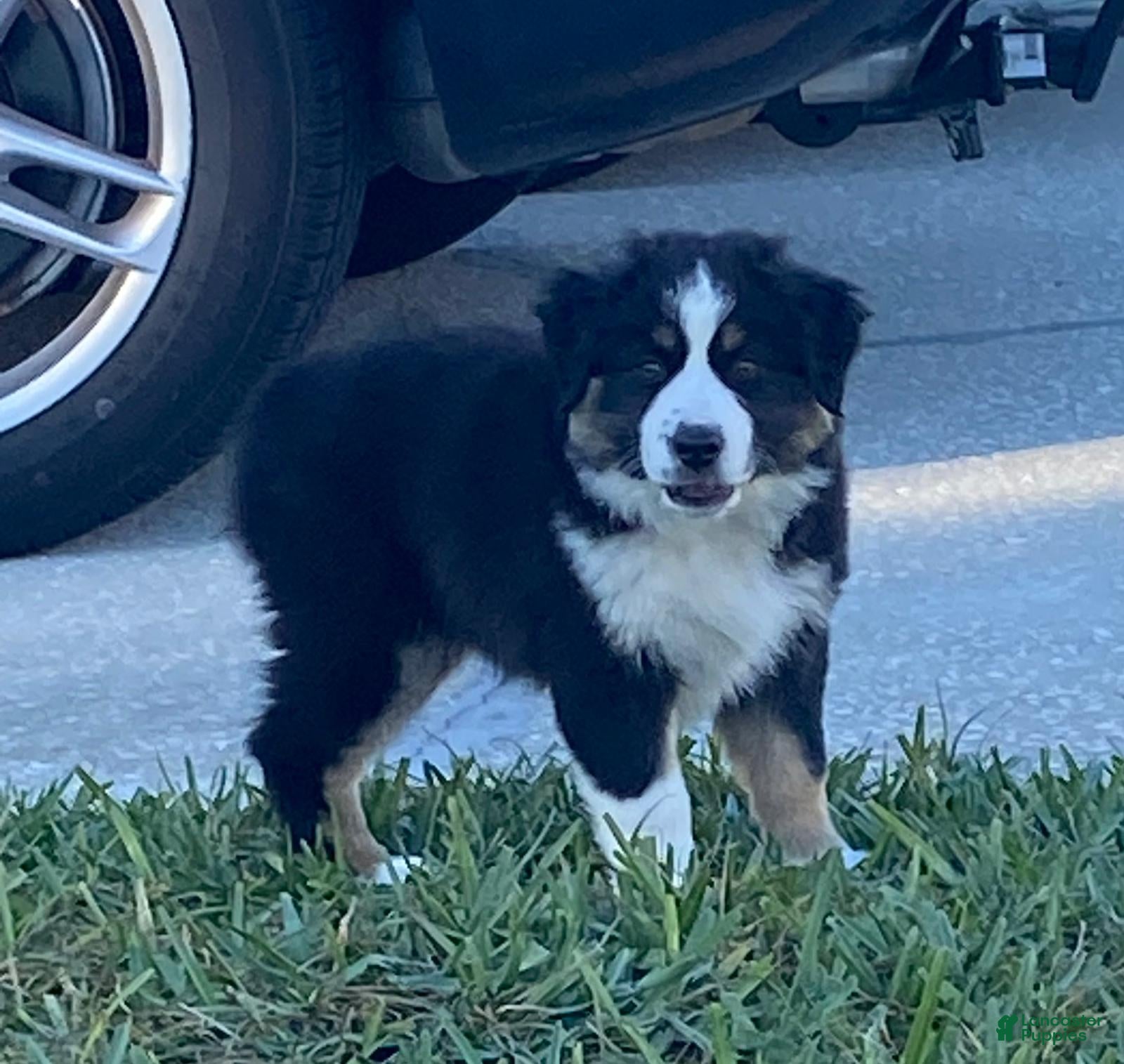 Miniature Australian Shepherd dogs Miniature Australian Shepherd Puppy 4 - Ad 2