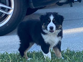 Miniature Australian Shepherd dogs for sale: Miniature Australian Shepherd Puppy 4 - Ad 2