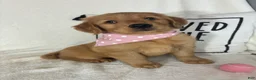 Golden Retriever dogs for sale: Butterscotch - Ad 4