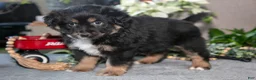 Miniature Australian Shepherd dogs for sale: Diamond - Ad 1