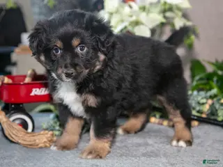 Miniature Australian Shepherd dogs Diamond - Ad 29