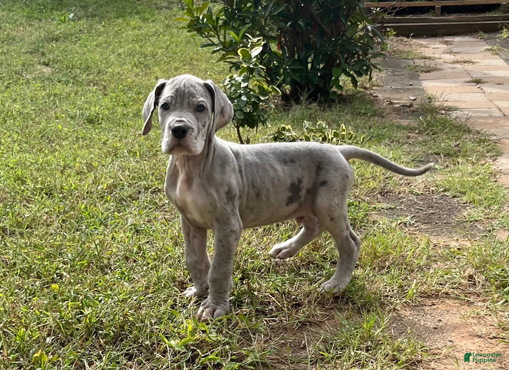 Great Dane dogs Riot - Ad 3