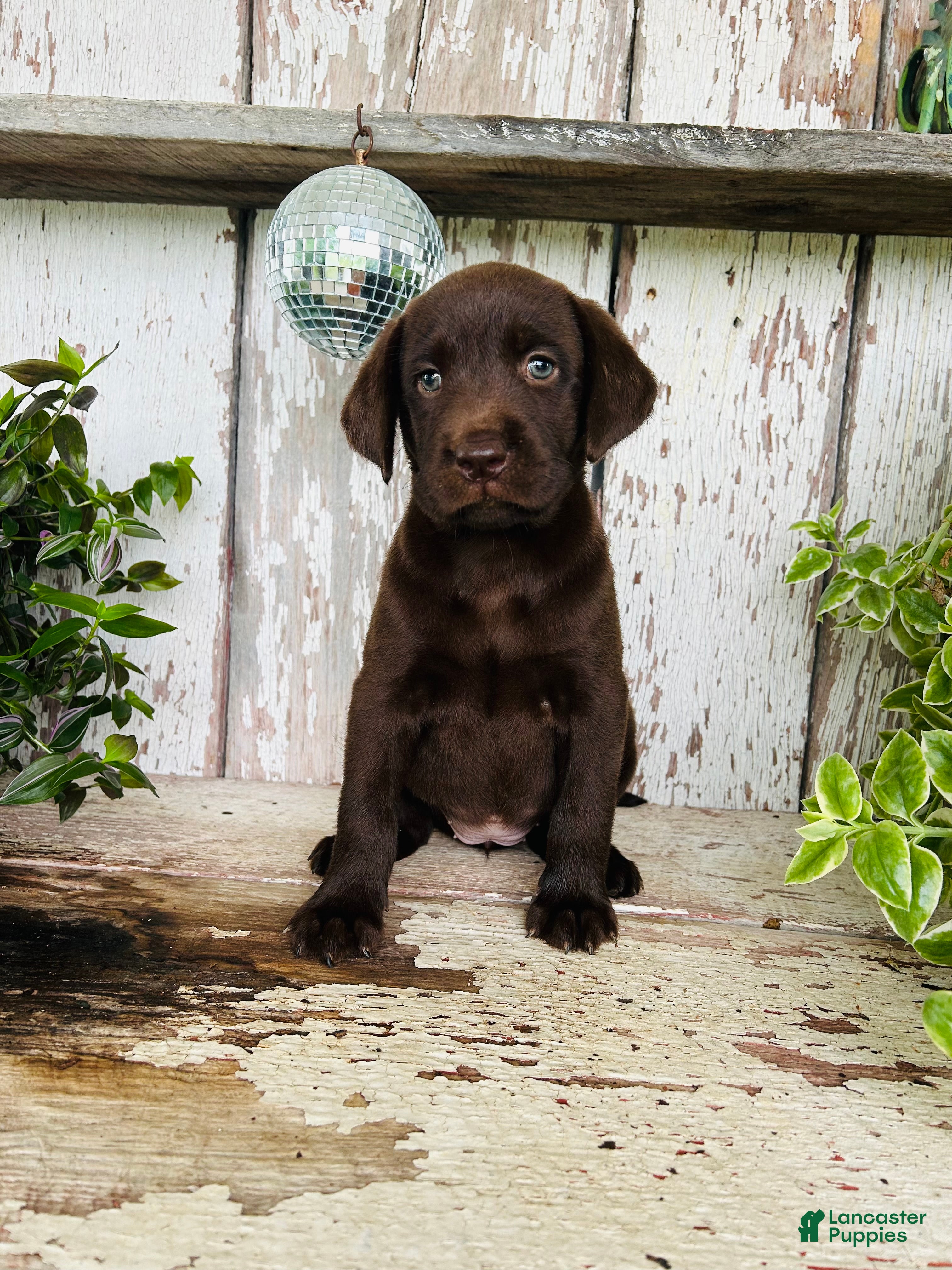 Labrador Retriever dogs Faith  - Ad 2
