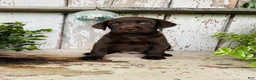 Labrador Retriever dogs for sale: Faith  - Ad 2