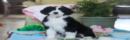Bernedoodle dogs for sale: Ivy - Ad 3