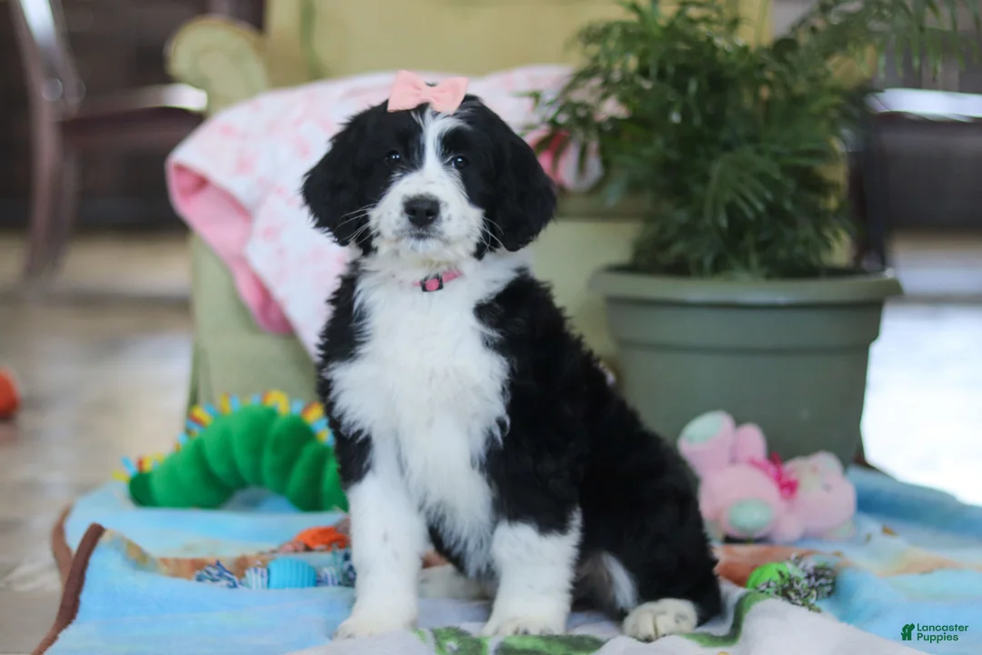 Bernedoodle dogs for sale: Ivy - Ad 3