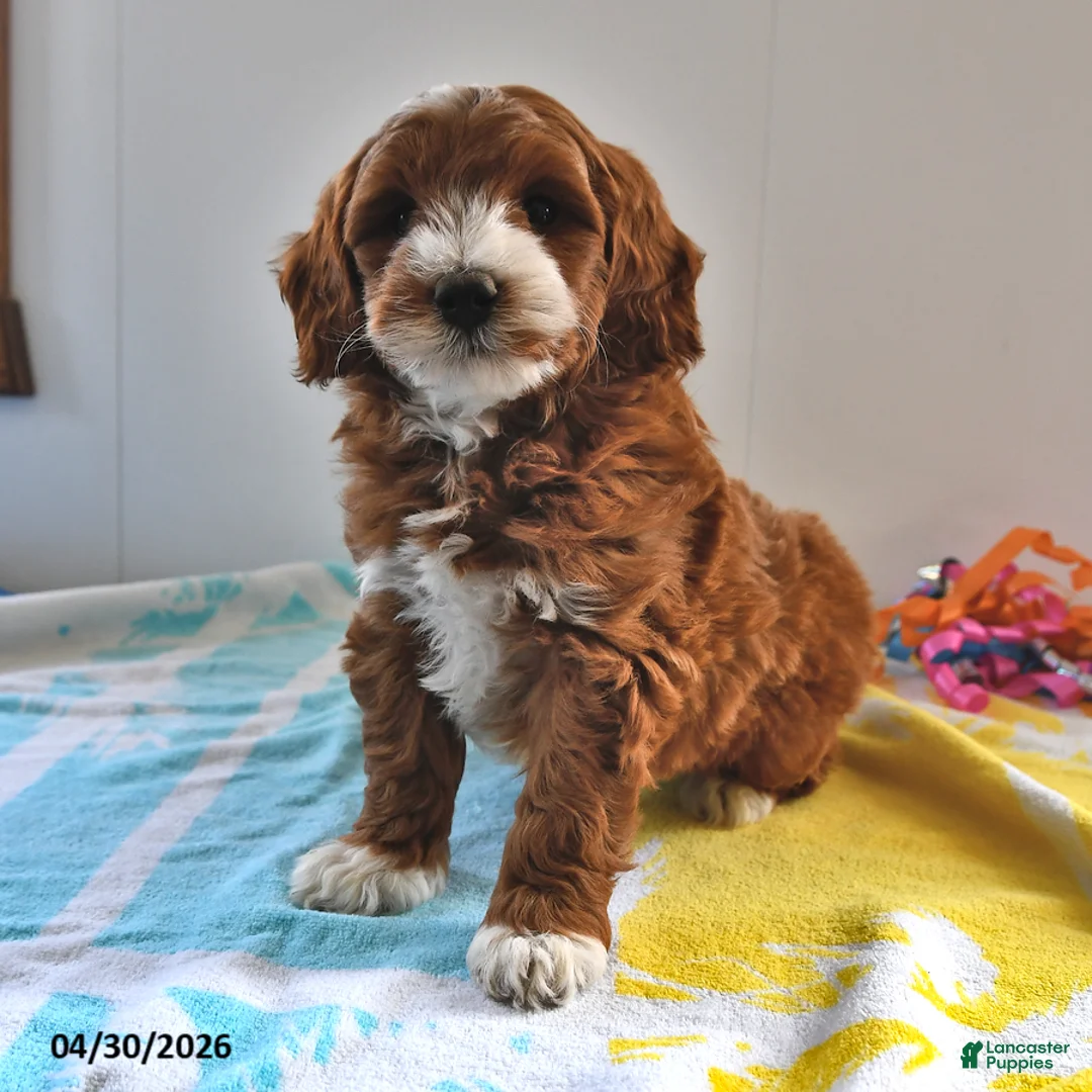 Mini Goldendoodle dogs for sale: Rocco - Ad 2