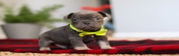 Frenchton dogs for sale: Jack - Ad 1