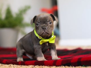 Frenchton dogs Jack - Ad 19