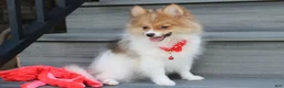 Pomeranian dogs for sale: Theo - Ad 12