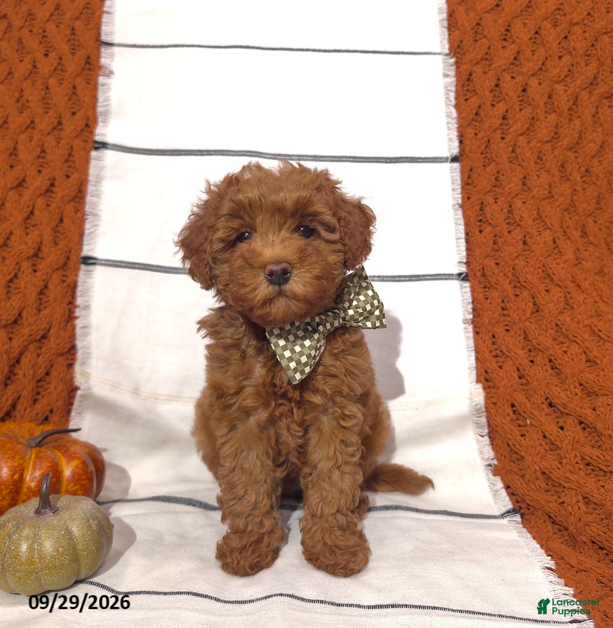 Mini Goldendoodle dogs Rory - Ad 2
