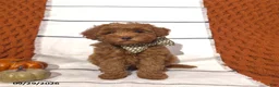 Mini Goldendoodle dogs for sale: Rory - Ad 2