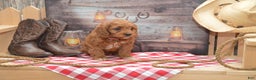 Cavapoo dogs for sale: Jude - Ad 4