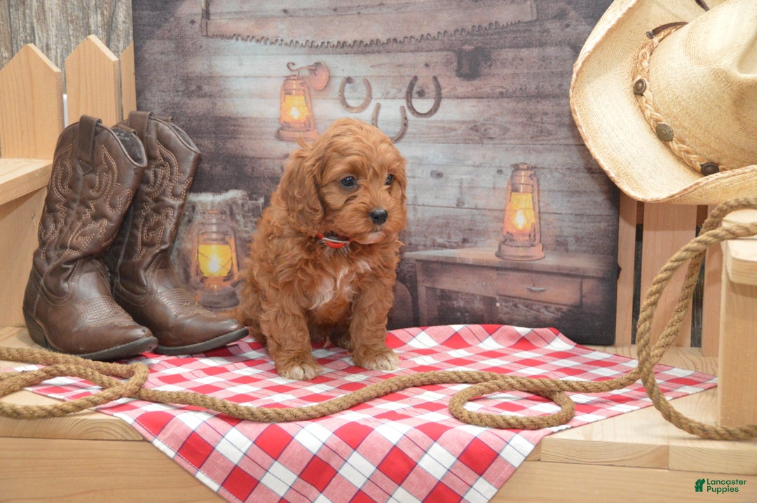 Cavapoo dogs for sale: Jude - Ad 4