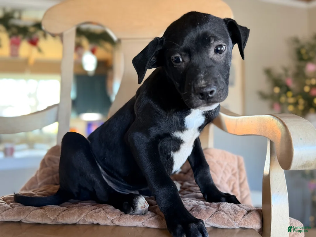 Mixed Breed dogs for sale: Pup 1  - Ad 2