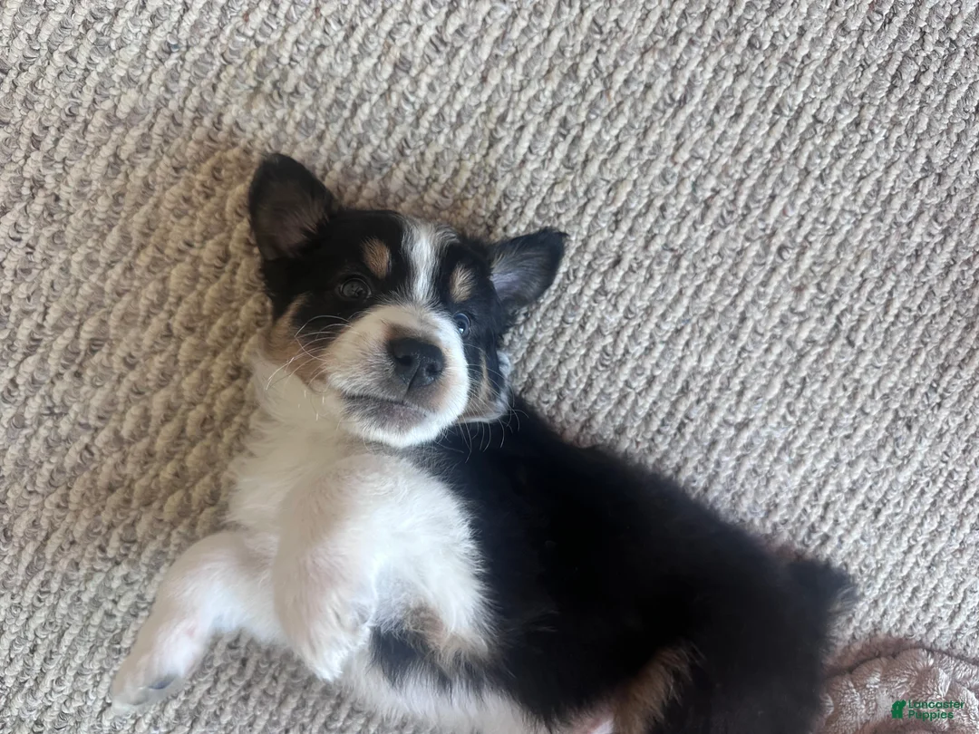 Australian Shepherd dogs for sale: Boulder - Ad 2