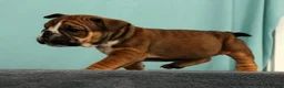 English Bulldog dogs for sale: Callie - Ad 8