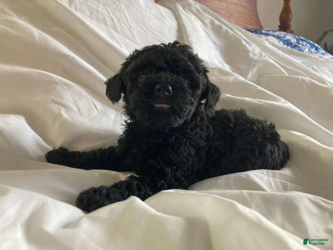 Miniature Poodle dogs for sale: Shanea - Ad 2